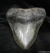 Giant North Carolina Megalodon Tooth - inches #964-2
